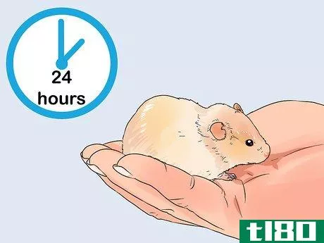 Image titled Diagnose and Treat Allergies in Hamsters Step 7