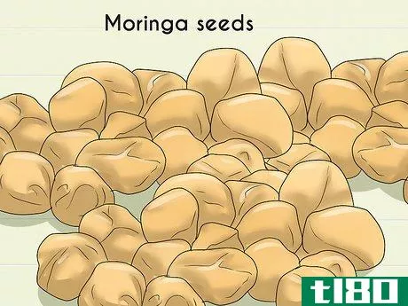 Image titled Dry Moringa Trees Step 8