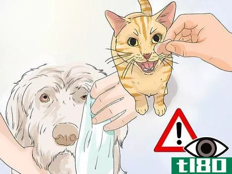 Image titled Eliminate Tear Stains on Cats and Dogs Step 12