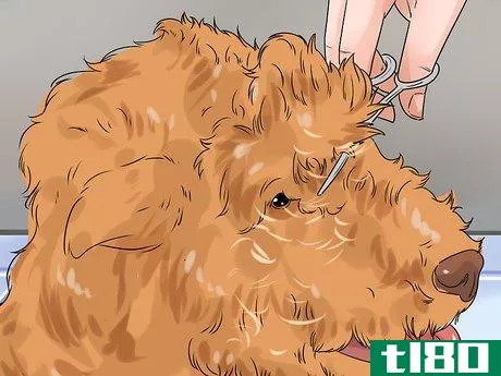 Image titled Eliminate Tear Stains on Cats and Dogs Step 8