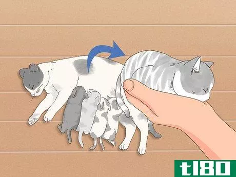 Image titled Find Homes for a Litter of Kittens Step 5