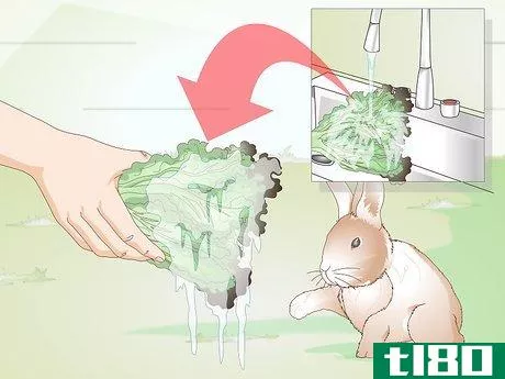 Image titled Feed Greens to Your Rabbit Step 12