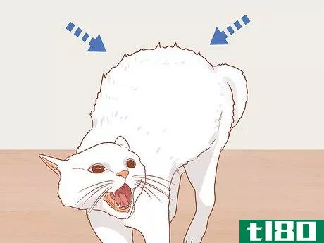 Image titled Figure Out if Your Cat Is Angry Step 5