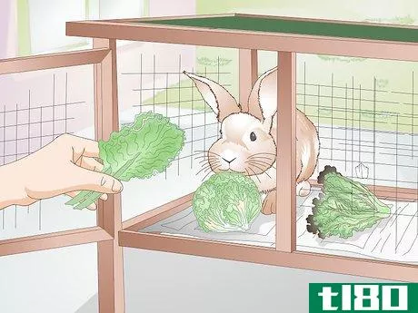 Image titled Feed Greens to Your Rabbit Step 16
