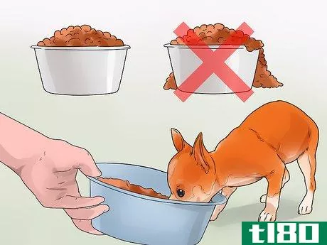 Image titled Feed Chihuahua Dogs Step 12