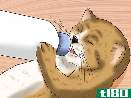 Image titled Feed Kittens Step 13