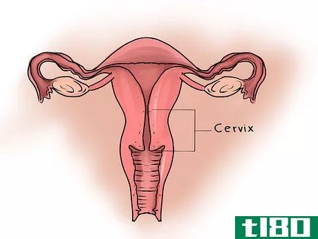 Image titled Feel Your Cervix Step 1
