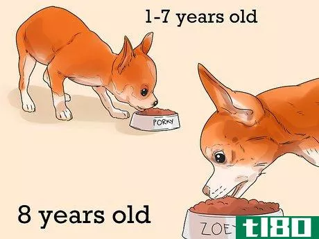 Image titled Feed Chihuahua Dogs Step 10