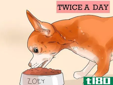 Image titled Feed Chihuahua Dogs Step 11