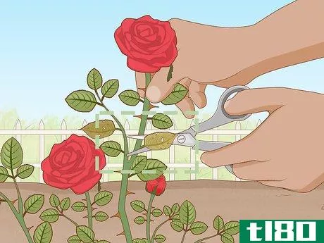 Image titled Get Rid of Aphids on Roses Organically Step 1