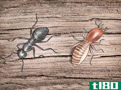 Image titled Get Rid of Carpenter Ants Step 1
