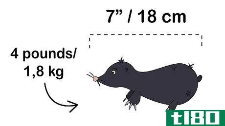 Image titled Get Rid of Moles in Your Garden Step 5