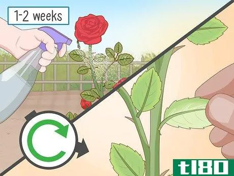 Image titled Get Rid of Aphids on Roses Organically Step 4
