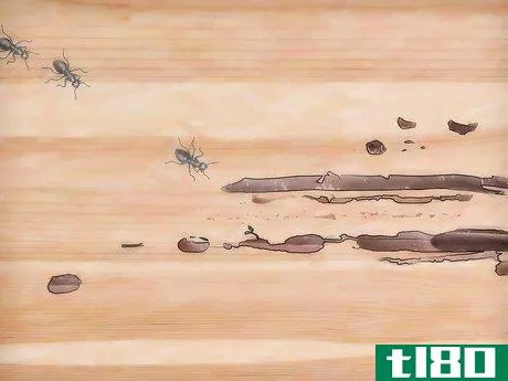 Image titled Get Rid of Carpenter Ants Step 3