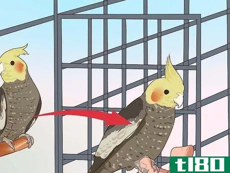 Image titled Get Your Cockatiel to Stop Laying Eggs Step 6