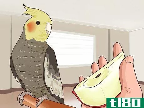 Image titled Get Your Cockatiel to Stop Laying Eggs Step 1