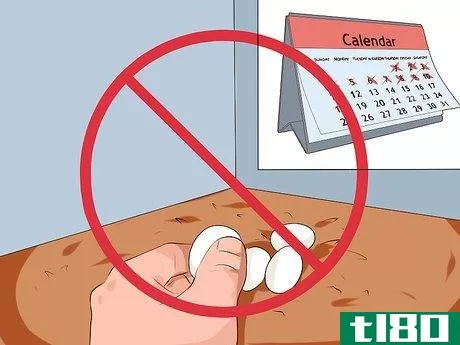 Image titled Get Your Cockatiel to Stop Laying Eggs Step 9