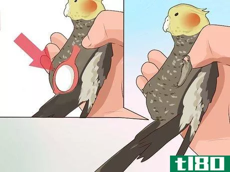 Image titled Get Your Cockatiel to Stop Laying Eggs Step 11