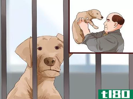 Image titled Get a Dog License in Pennsylvania Step 1
