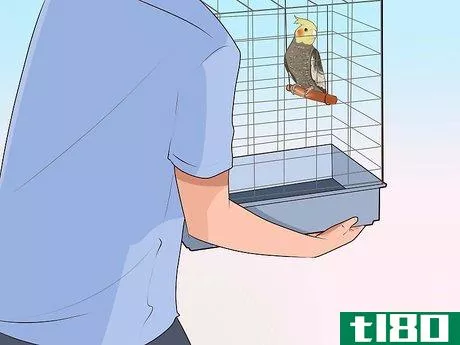Image titled Get Your Cockatiel to Stop Laying Eggs Step 5