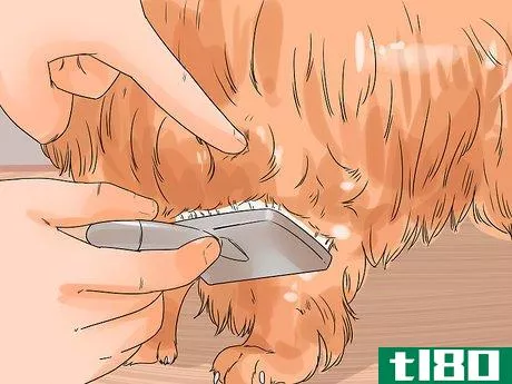 Image titled Groom a Thin Furred Dog Step 7