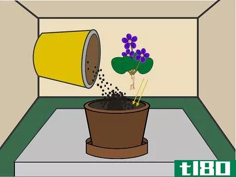 Image titled Grow African Violets Indoors Step 04