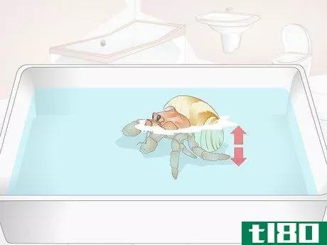 Image titled Give Your Hermit Crab a Bath Step 3