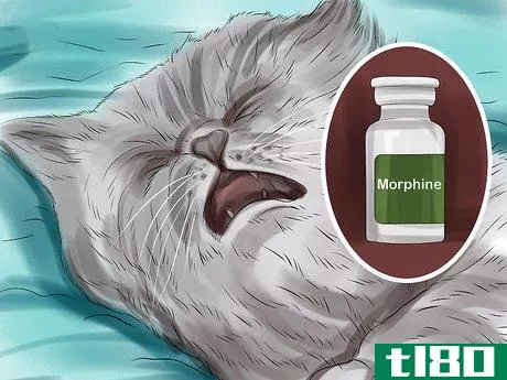 Image titled Give Gabapentin to Cats with Cancer Step 12