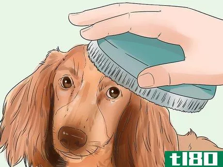 Image titled Groom a Thin Furred Dog Step 5