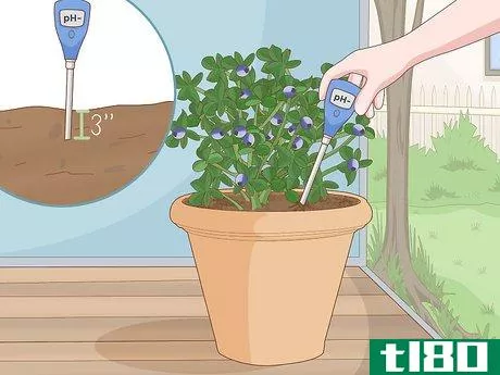 Image titled Grow Blueberries in a Pot Step 13