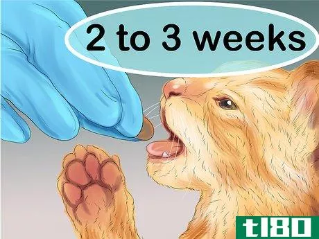 Image titled Give Gabapentin to Cats with Cancer Step 13