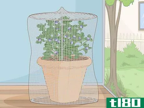 Image titled Grow Blueberries in a Pot Step 12