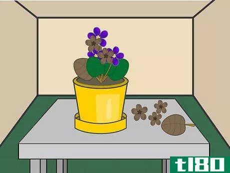 Image titled Grow African Violets Indoors Step 10