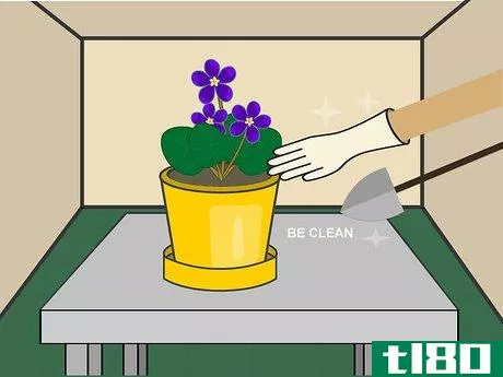 Image titled Grow African Violets Indoors Step 09