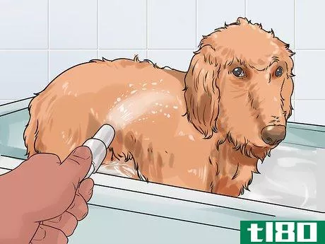 Image titled Groom a Thin Furred Dog Step 15