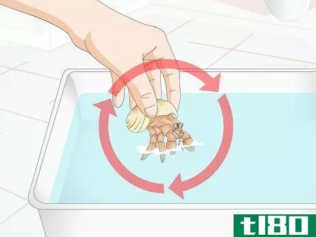 Image titled Give Your Hermit Crab a Bath Step 9