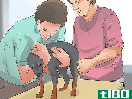 Image titled Give a Dog an Enema Step 13