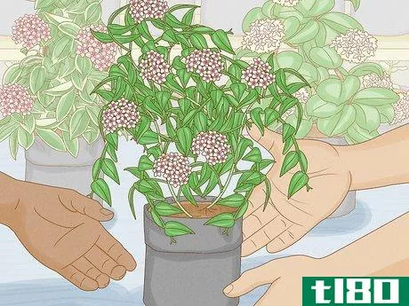 Image titled Grow Hoya Bella (Miniature Wax Plant) Step 1