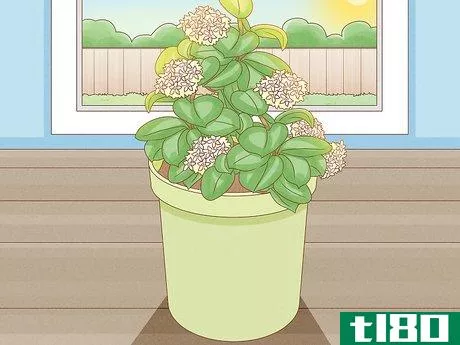 Image titled Grow Hoya Bella (Miniature Wax Plant) Step 7