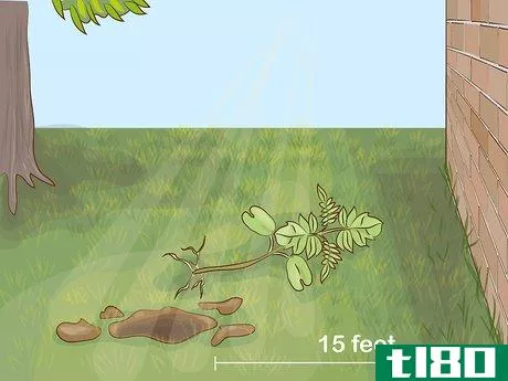 Image titled Grow a Jacaranda Tree Step 5