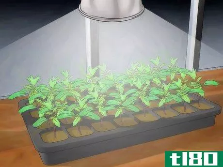 Image titled Grow Hydroponic Tomatoes Step 11