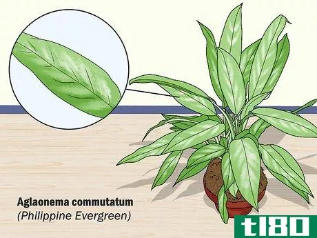 Image titled Grow Chinese Evergreens (Aglaonema) Step 2