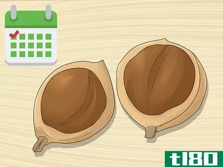 Image titled Harvest Macadamia Nuts Step 9