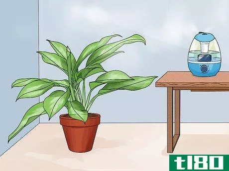 Image titled Grow Chinese Evergreens (Aglaonema) Step 9