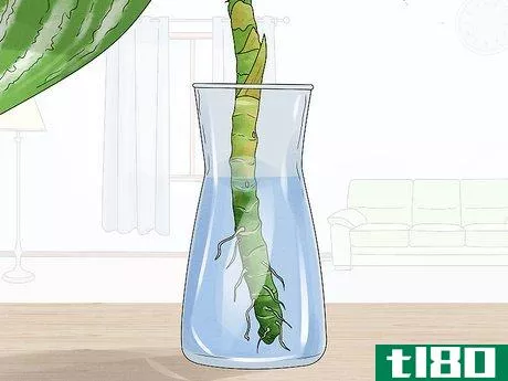 Image titled Grow Chinese Evergreens (Aglaonema) Step 17