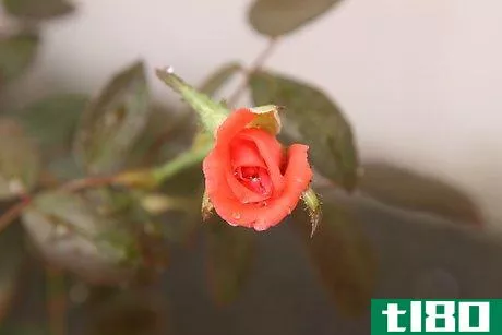 Image titled Grow a Rose Bush from a Single Stem or Cutting Step 3