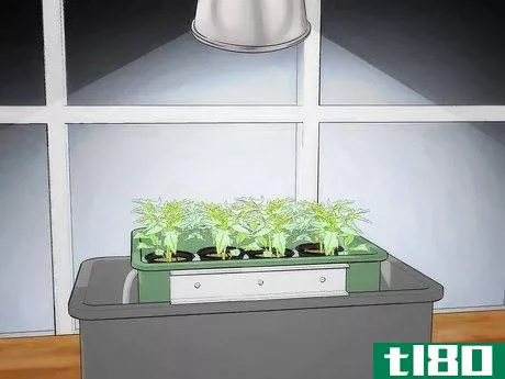Image titled Grow Hydroponic Tomatoes Step 14