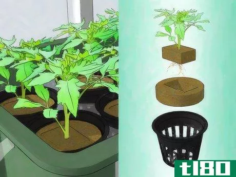 Image titled Grow Hydroponic Tomatoes Step 12