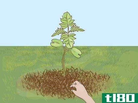 Image titled Grow a Jacaranda Tree Step 9