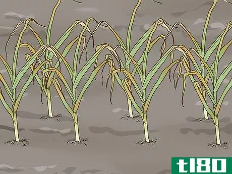 Image titled Grow Garlic In Florida Step 11